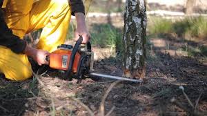 Best Tree Trimming and Pruning  in Bowleys Quarters, MD