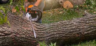 Trusted Bowleys Quarters, MD Tree Care Services Experts